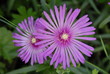 fiori viola chiaro fiori viola chiaro