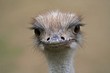 Strauß, Strauss, Laufvogel, Afrika, Südafrika