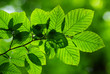 green leaves green leaves