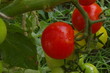 Tomaten am Strauch