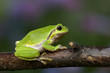 Laubfrosch