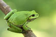 Laubfrosch IV
