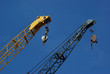 grues