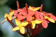 fleur tropicale