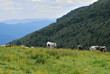 Vaches vosgiennes