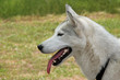 Husky Dog