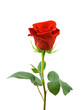 Red rose Red rose