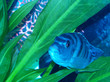 Pregnant Femal Kenyi Cichlid