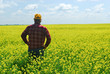Farmer Inspecting Canola Crop