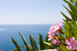 Vacation's background