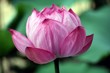 Lotus-Blüte