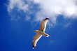 Möwe
