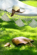 Straw hat with brown ribbon laying hammock