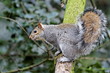 Ecureuil gris (Sciurus carolinensis)