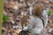  Ecureuil gris (Sciurus carolinensis)