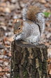 Ecureuil gris (Sciurus carolinensis)