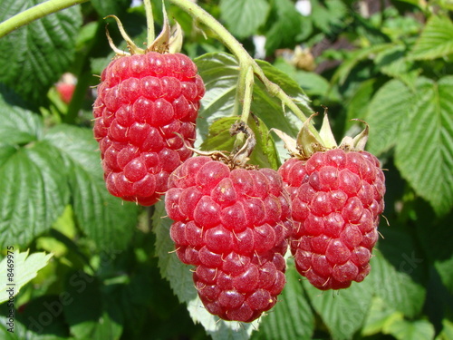 Raspberry
