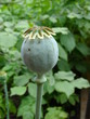Green poppy head