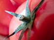 tomate