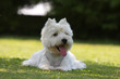 westie allongé westie allongé