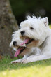 westies profils