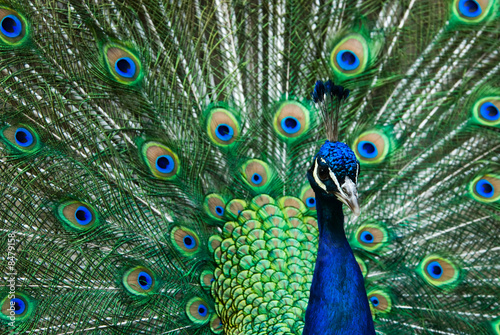 Photo: beautiful male indian peacock beautiful male indian peacock
