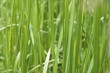 grass
