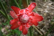 rose de porcelaine-torch ginger