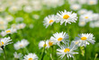 Spring flowers marguerites in a grean meadow Spring flowers marguerites in a grean meadow