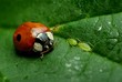Foto: ladybird 1 ladybird 1