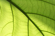 Feuille verte Feuille verte