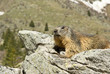 marmotte