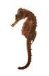 Photo: Sea Horse Sea Horse