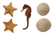 Photo: Set of Sea Animals Set of Sea Animals