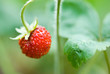 Erdbeeren