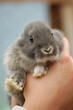 bébé lapin