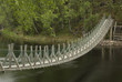 Pont de liane