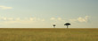 Two Acacia trees