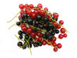 Red currant and black currant
