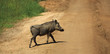 Warthog crossing a track
