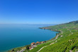 Terrasse de vignes - Lavaux - Suisse