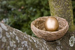 Nest Egg Nest Egg