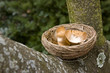 Hatched Gold Egg Hatched Gold Egg