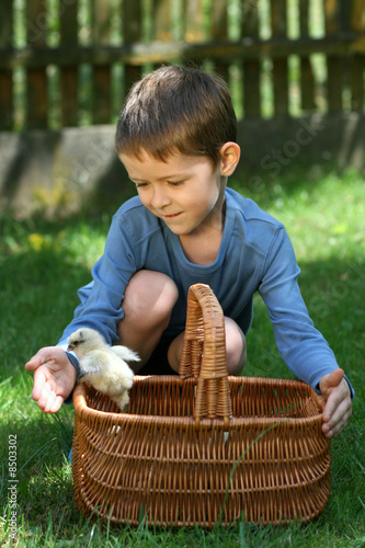 Photo: boy and chicken boy and chicken