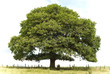 lone oak cutout
