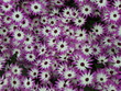 Lila Blumentepich