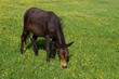 Pony Pony