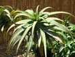 Aloevera