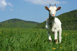Baby goat in pasture