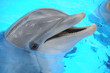 Delphin